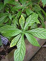 Pachystachys Lutea (Perou) (fam Acanthacees) (07) (Photo F. Mrugala)